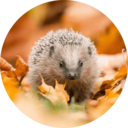 0x6fB9897896Fe5D05025Eb43306675727887D0B7c